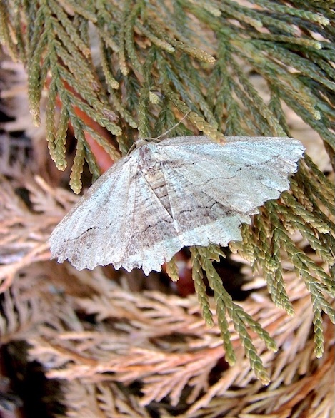 waved umber